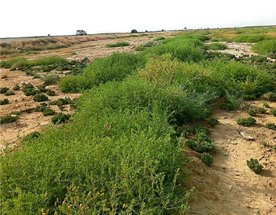 مراتع مسیر بوشهر به گناوه و دیلم سپر حفاظتی راه‌ها و منابع طبیعی